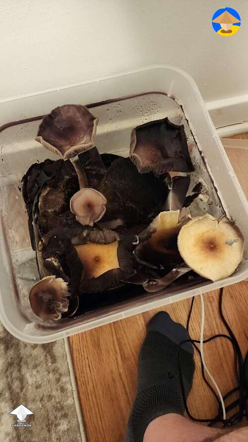 Late mushroom harvesting