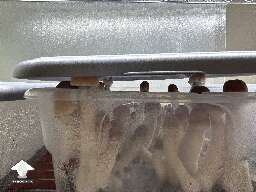 ODPE shrooms have decided to see what is outside of the walls
