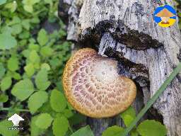 Any ideas or thoughts on this shelf mushroom I found in northern WI? Just trying to identify it