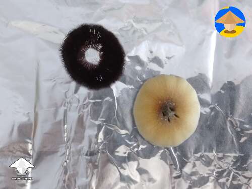 Made my first spore print today