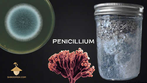 Psilocybe mycelium contamination with blue-green mold