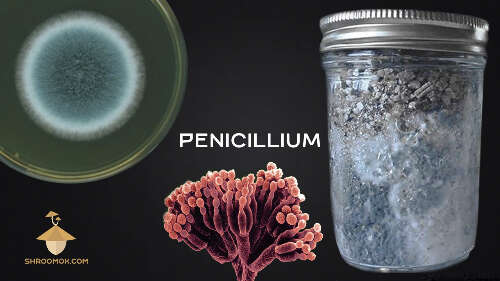 Pennicilium mold and psilocybe mushrooms