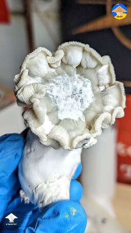 Nutcracker tubs been fighting contamination for awhile and strange growth patterns appeared on mushrooms