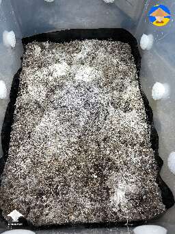 Quick progress report. Little by little, things are looking good. GT pinning
