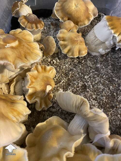 ChodeWave magic mushrooms - by Master ShrAlf Funguy