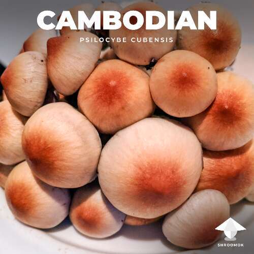 Cambodian magic mushrooms