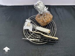 Grain inoculation with agar - Reishi growing diary
