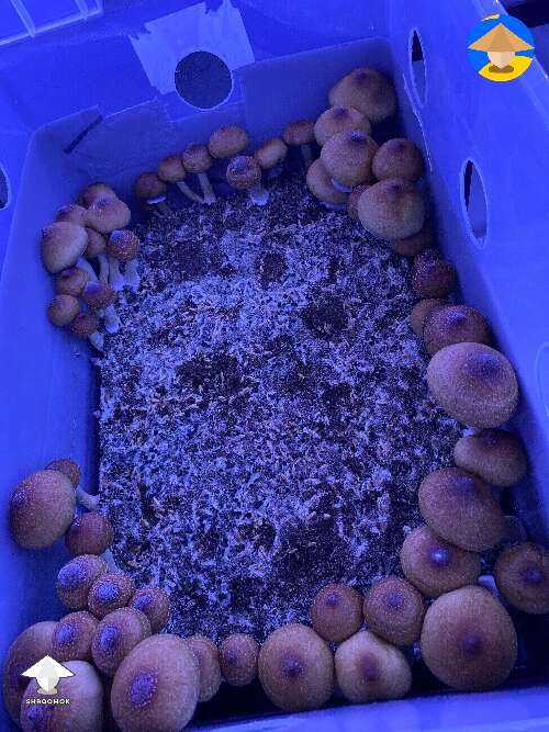 Second flush of shrooms fruiting