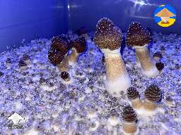 JMF mushrooms fruiting in progress