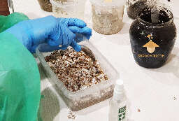 Casing for psilocybin mushrooms - small mushroom cake