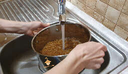 Rinse grain for substrate for magic mushrooms