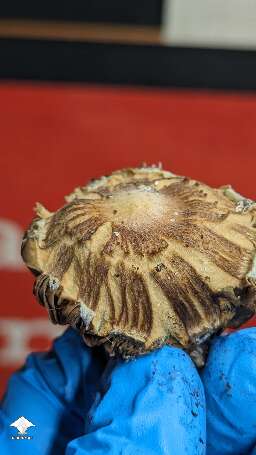 Beautiful Choco Rojo magic mushrooms #7