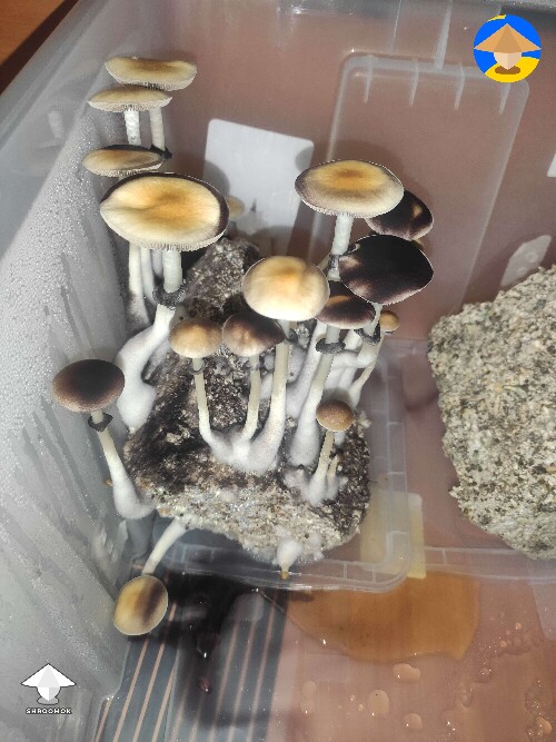 Tapalpa shrooms - 2nd flush - harvested 123 g