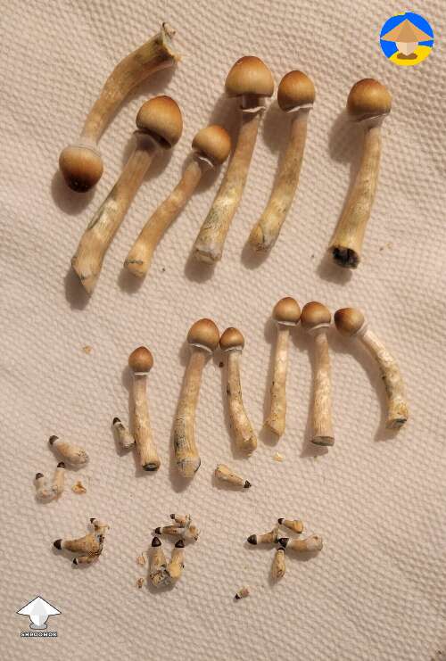 My first mushroom harvest