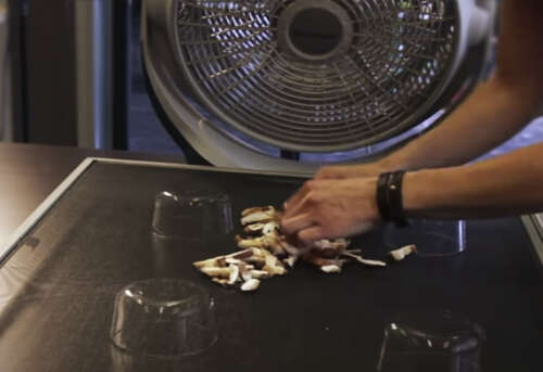 Drying magic mushrooms with fan