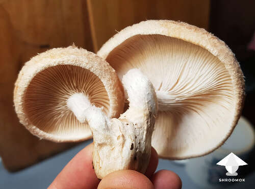 Shiitake mushrooms harvest