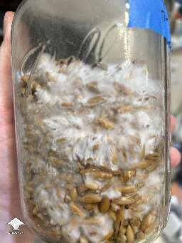 This is what healthy mycelium should look like in jar
