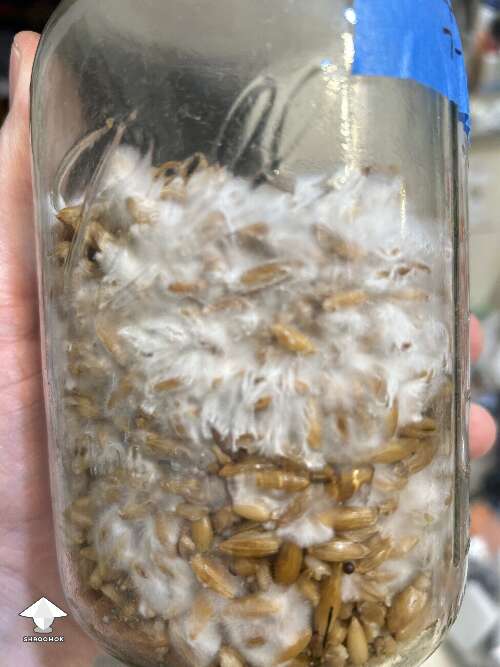 This is what healthy mycelium should look like in jar