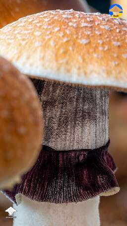 Cubensis B+ magic mushrooms, second flush #2