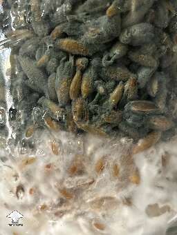 The battle rages on - mushroom mycelium vs mold contamination #2