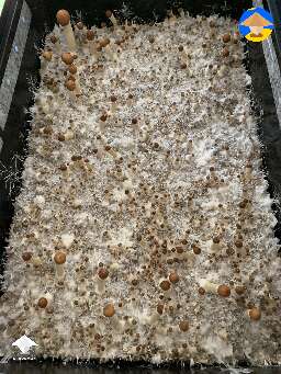 Malabar magic mushrooms fruiting in monotub