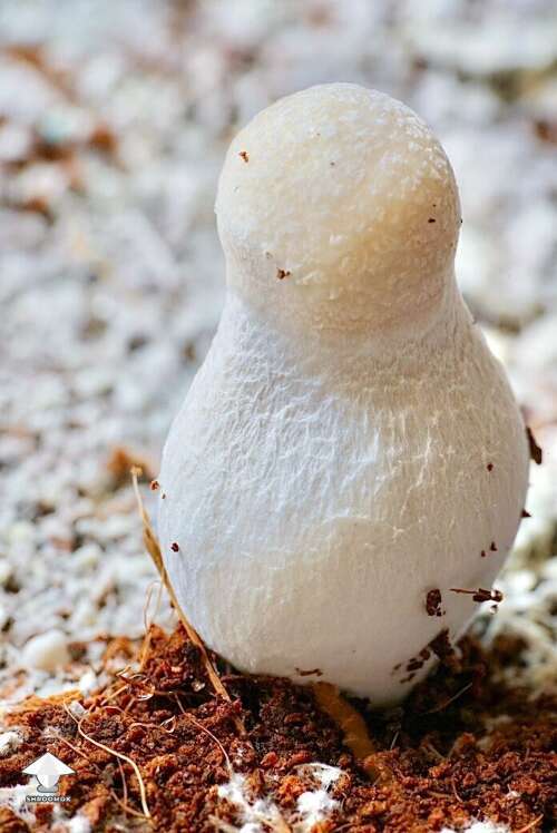 Pearly Gates shroom - like a little snowman - by mmcewan