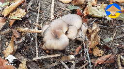 Oyster mushroom survived in a pit in my yard and produced a bit of harvest