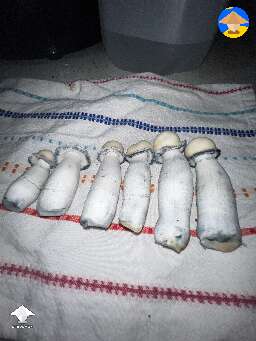 Harvested Phantom baper magic mushrooms  #2