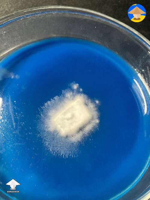 Started like this - mycelium on agar