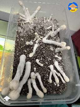 Cubensis Nutcracker magic mushrooms