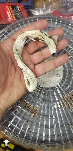 APE-R. Picked the last 2 shrooms. Printed the monster and tossed em on the dehydrator