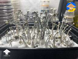 My FAFO tray of Panaeolus mushrooms
