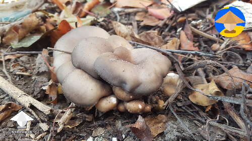 Oyster mushroom survived in a pit in my yard