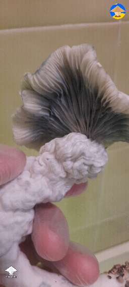 Gandalf shrooms harvest