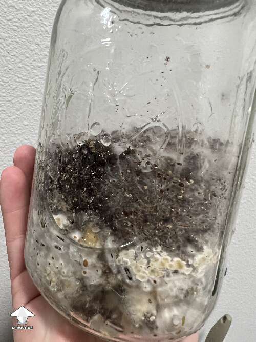 My attempt at a no waste mushroom growing. Substrate from a previous harvest. Threw cvg on top and it’s fully colonized