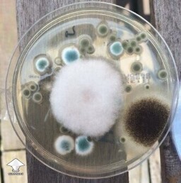 Contamination on agar - blue green is penicillium - black maybe aspergillus