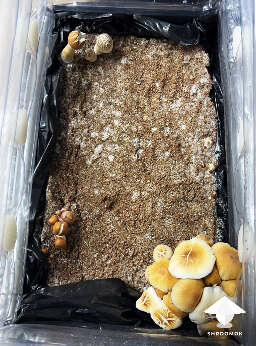 Dry environment mushrooms fruiting on the sides