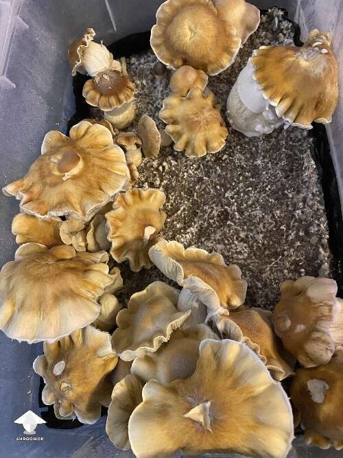 Cubensis ChodeWave mushroom growing - by Master ShrAlf Funguy