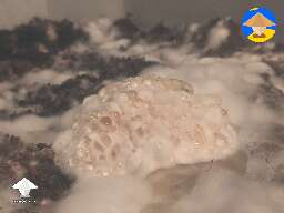 Wet bubble contamination