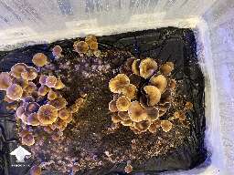 Cubensis Golden Teacher shrooms