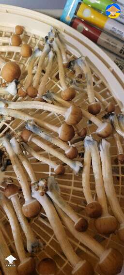 Second flush of magic mushroom growing