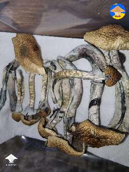 Magic mushrooms drying process