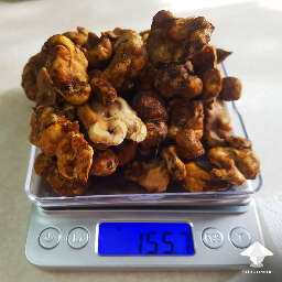 Magic truffles Psilocybe Tampanensis harvest