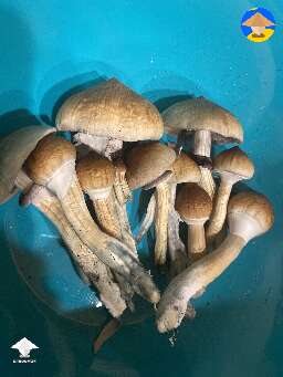 Woke up to another flush of Ecuador