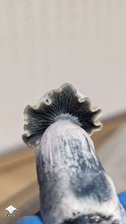 Cubensis Clockwork Orange mushroom