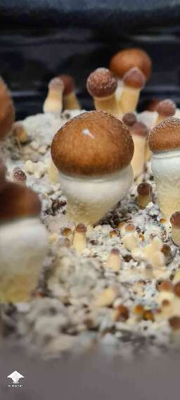 A chubby shroom Orissa strain