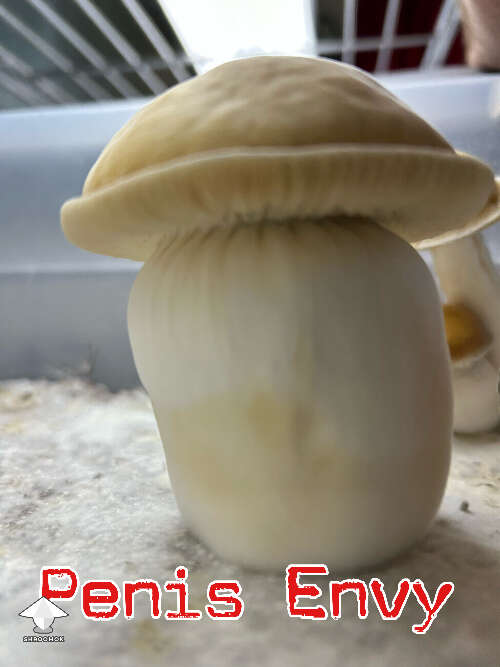 Big boy Penis Envy mushroom