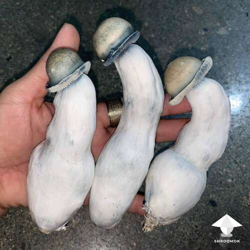 Big Albino Penis Envy mushrooms