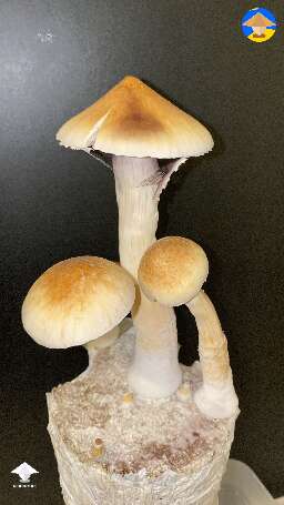 Cubensis Blue Meanie #2