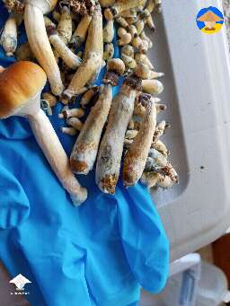 Do these look edible?